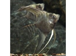 PTEROPHYLLUM SCALARE SMOKE 4-5