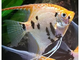 PTEROPHYLLUM SCALARE KOI DIAMOND Full Crepy 3-3 5