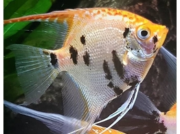 PTEROPHYLLUM SCALARE KOI DIAMOND Full Crepy 3-3 5