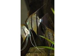 PTEROPHYLLUM SCALARE AMAZON SPOTTED 4-5