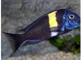 TROPHEUS DUBOISI 3-4