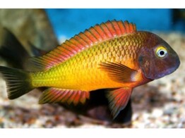 TROPHEUS MOORII OR.I T Orange II 3 5-4 5