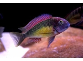 TROPHEUS MOORII RED RAINBOW KAMBWIMBA 3-4