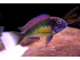 TROPHEUS MOORII RED RAINBOW KAMBWIMBA 3-4