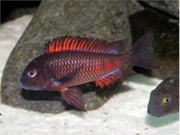 TROPHEUS MOORII MOLIRO 3 5-4