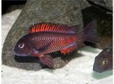 TROPHEUS MOORII MOLIRO 3 5-4