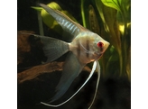 PTEROPHYLLUM SCALARE XL L. FIN 7