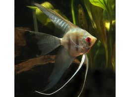 PTEROPHYLLUM SCALARE XL L. FIN 7