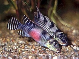 NANOCHROMIS TRANSVESTITUS 3 5-4