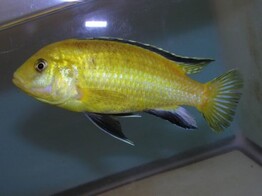 LABIDOCHROMIS CAERULEUS GOLD 4