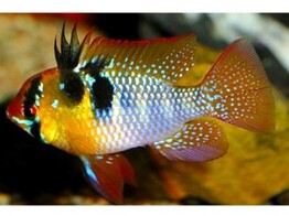 MIKROGEOPHAGUS RAMIREZI 4-4 5