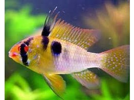 MIKROGEOPHAGUS RAMIREZI ASIAT FORM  4-4 5  L 