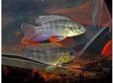 PELVICACHROMIS SUBOCELATUS 3 5-4