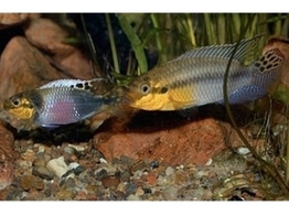 PELVICACHROMIS SUBOCELATUS MATADI 3 5-4