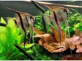 PTEROPHYLLUM SCALARE RIO ITAYA 3-3 5