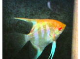 PTEROPHYLLUM SCALARE GOLD HEAD ALBINO 3-3 5