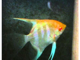 PTEROPHYLLUM SCALARE GOLD HEAD ALBINO 3-3 5