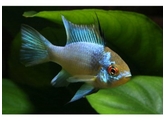 MIKROGEOPHAGUS RAMIREZI ELECTRIC BLUE 2 5-3