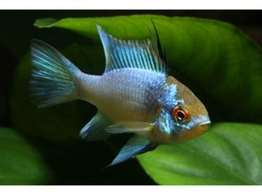 MIKROGEOPHAGUS RAMIREZI ELECTRIC BLUE 2 5-3