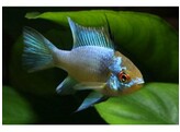 MIKROGEOPHAGUS RAMIREZI ELECTRIC BLUE 2-2 5