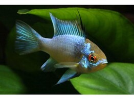 MIKROGEOPHAGUS RAMIREZI ELECTRIC BLUE  4 5-5  XL