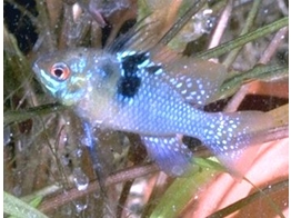 MICROGEOPHAGUS RAMIREZI BLUE BRILIANT 2 5-3