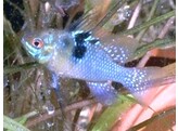 MICROGEOPHAGUS RAMIREZI BLUE BRILIANT 2 5-3