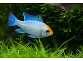 MIKROGEOPHAGUS RAMIREZI SOLID BLUE GOLD HEAD 2 5-3