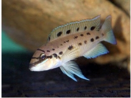 CHALINOCHROMIS SP. NDOBOI 6-7 5