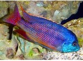 PROTOMELAS TAENIOLATUS RED EMPRESS 3-3 5