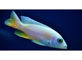 SCIAENOCHROMIS FRYERI SNOW WHITE 3-3 5