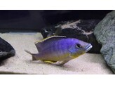 ELECTROCHROMIS LOBOCHILUS/PROTOMELAS HERTHAE 4-5