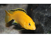 LABIDOCHROMIS YELLOW KAKUSA 3-3 5