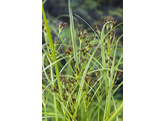 Cyperus longus