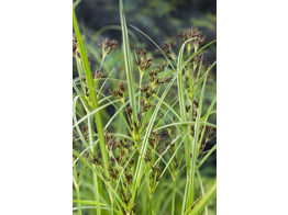 Cyperus longus