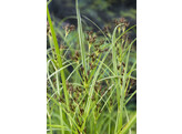 Cyperus longus