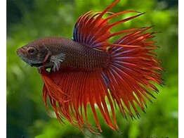 BETTA SPLENDENS CROWN TAIL male 3