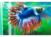 BETTA SPLENDENS CROWN TAIL male AA SELECTION XXL