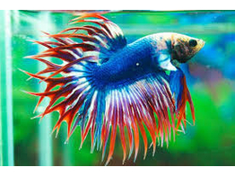 BETTA SPLENDENS CROWN TAIL male AA SELECTION XXL