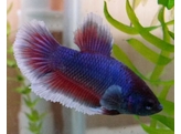 BETTA SPLENDENS ELEPHANTE EAR FEMALE 3 5-4