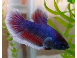 BETTA SPLENDENS ELEPHANTE EAR FEMALE 3 5-4