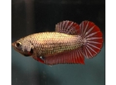 BETTA SPLENDENS DRAGOON female 3 5-4