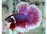 BETTA SPLENDENS ELEPHANT MALE AA XL