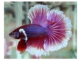 BETTA SPLENDENS ELEPHANT MALE AA XL