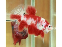 BETTA SPLENDENS MALE RED WHITE KOI L