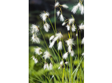 Eriophorum angustifolium