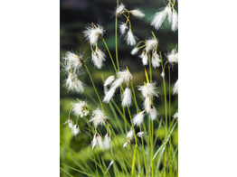 Eriophorum angustifolium