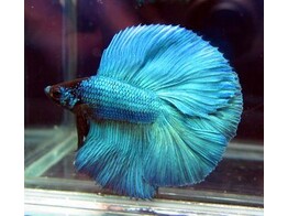 BETTA SPLENDENS HALF MOON pairs 3-4  breeding form