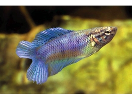 BETTA SPLENDENS DOUBLE TAIL female 3 5-4