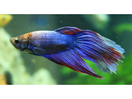 BETTA SPLENDENS MAL XL